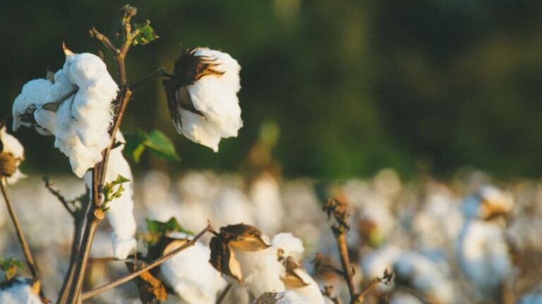 Indecent Industries Ltd. Cotton Seed Development